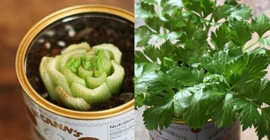 Here Is How To Grow Celery Indoors