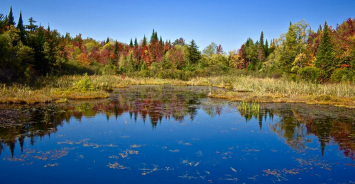 Attractive 88 Acres Ideal For Outdoor Enthusiasts and Adirondack Hunter for $94k