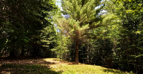 A Very Attractive 10 Acres of Southern Adirondack Land Near Lake George & Sacandaga Lake for $39k