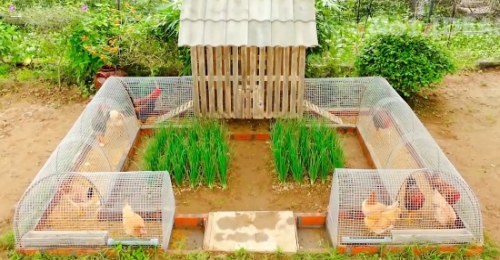 Check Out This Chicken Coop Combined With Growing Organic Vegetables